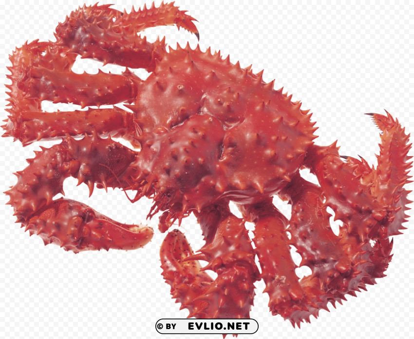 crab Isolated Design Element in Transparent PNG