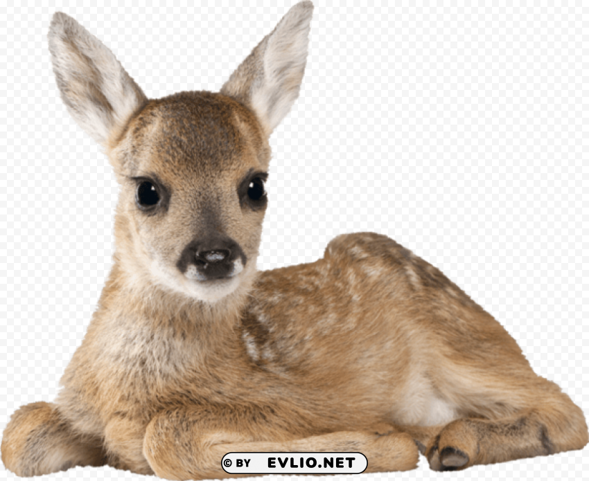 fawn animated gif Transparent background PNG artworks