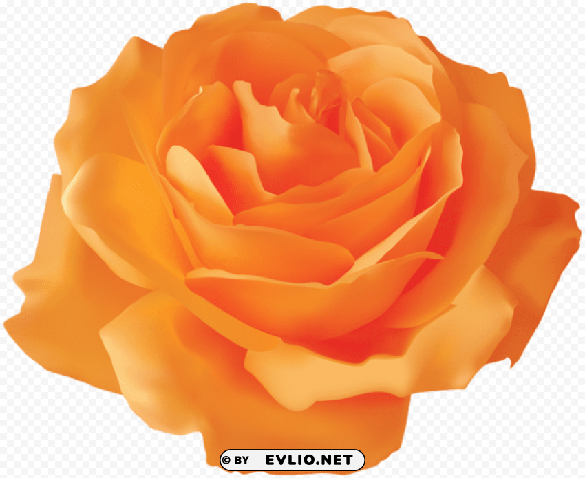 Orange Rose Transparent Clear Pics PNG