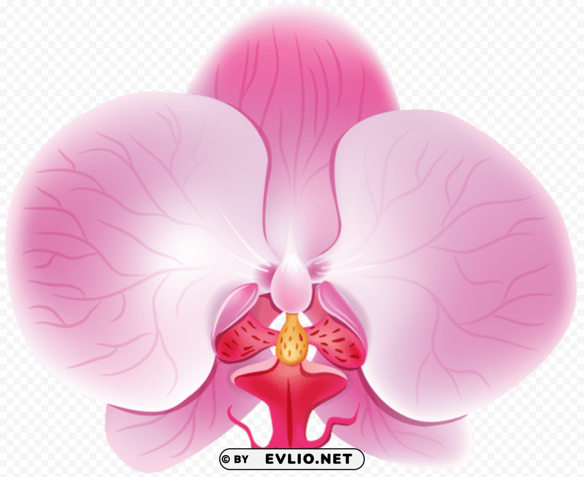 orchid pink PNG transparent designs for projects