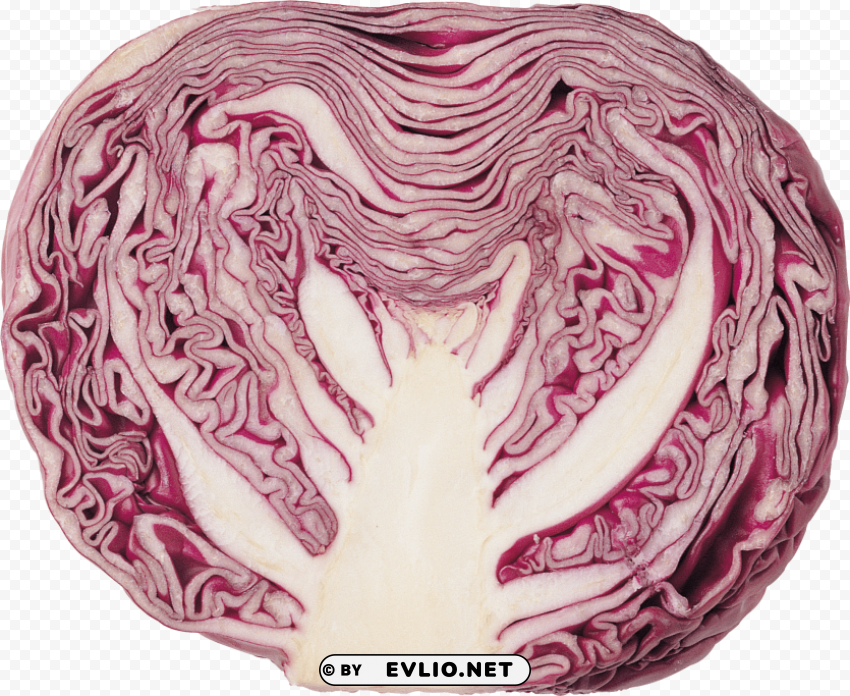 cabbage Isolated Element in Transparent PNG