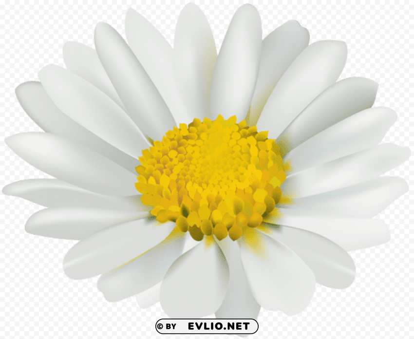 PNG image of chamomile flower Isolated Artwork on Transparent Background PNG with a clear background - Image ID 6c20bc24