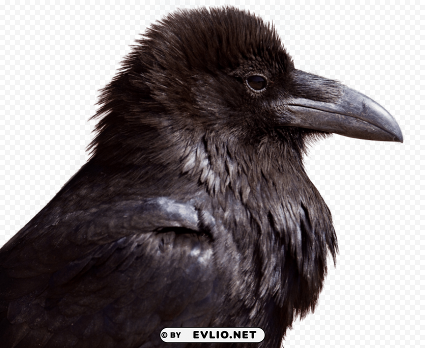 Crow PNG transparent images for websites