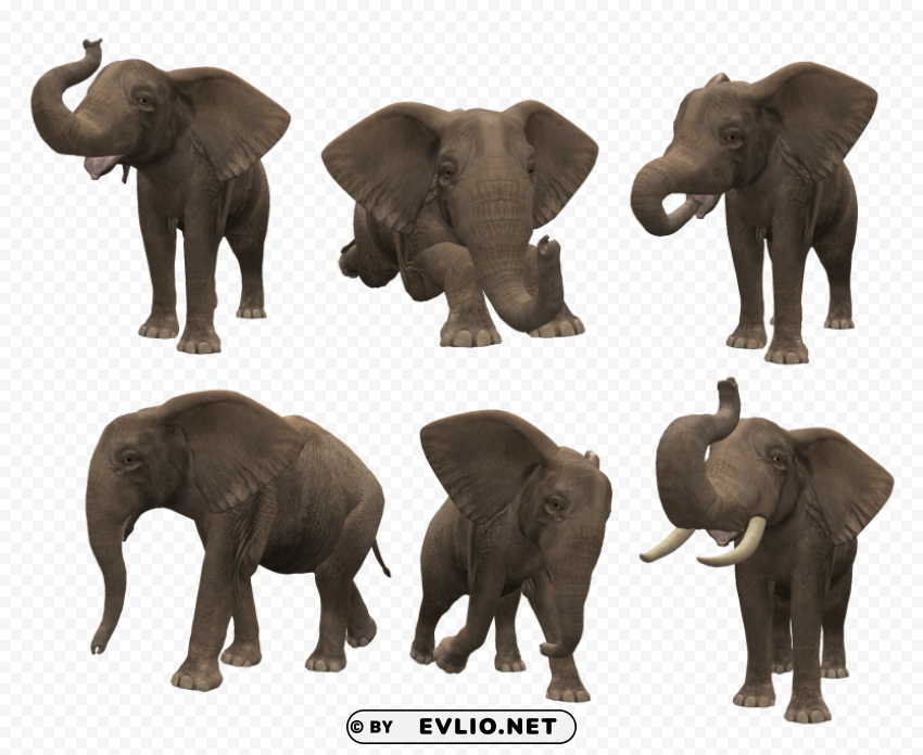 elephant PNG images with no background needed