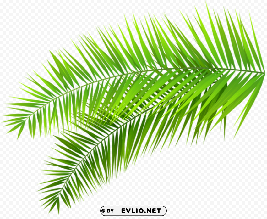 palm leaves decoration PNG for web design