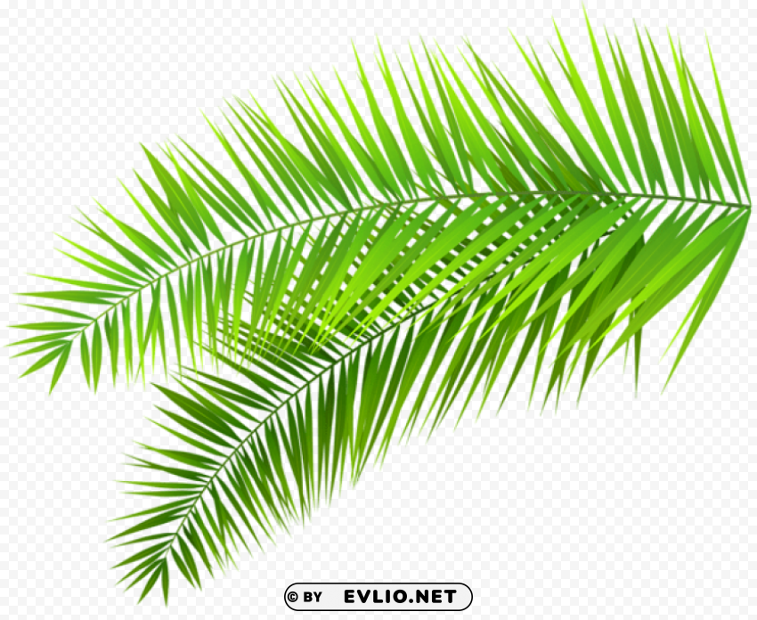 Palm Leaves Decoration PNG For Web Design