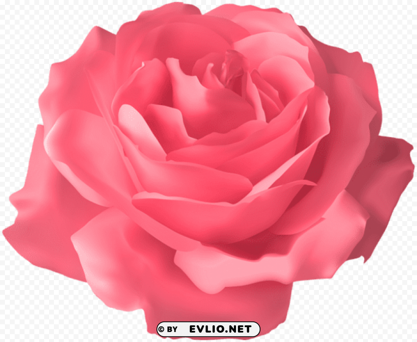 soft pink rose transparent Clear PNG pictures assortment