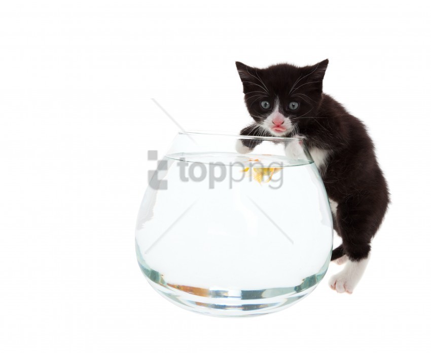 aquarium cat fish tongue white background wallpaper Isolated PNG Graphic with Transparency