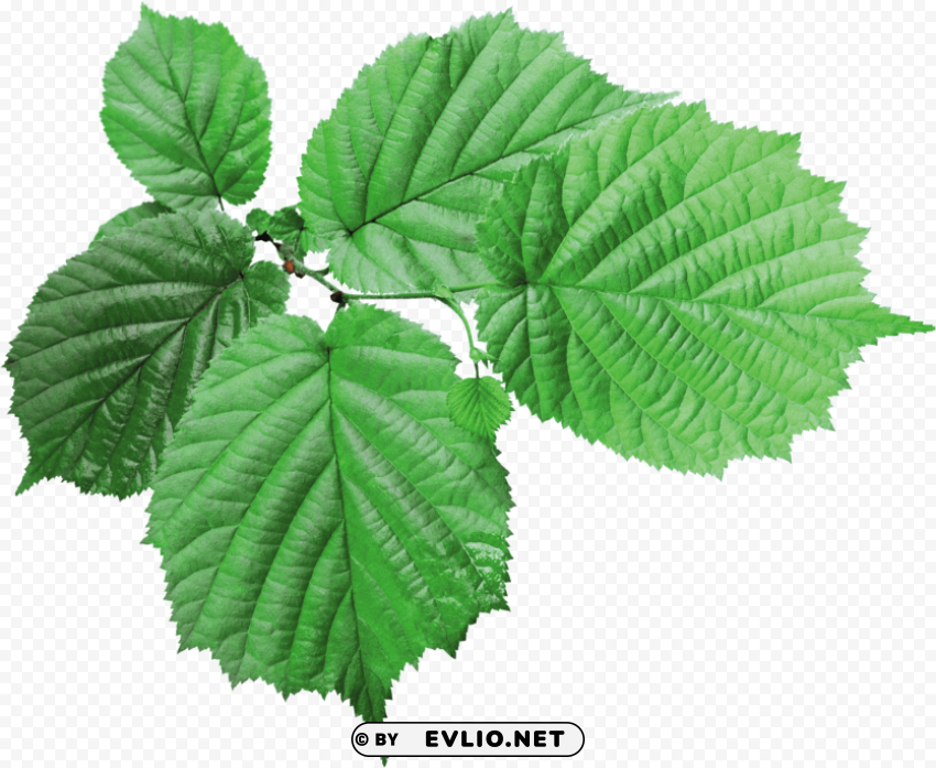 green leaves PNG files with no background bundle