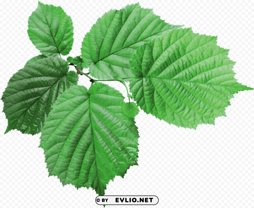 leaf Transparent PNG graphics library PNG transparent with Clear Background ID 38f6d7c3