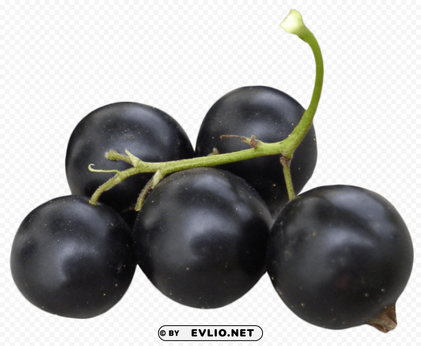 black currant PNG images with transparent canvas