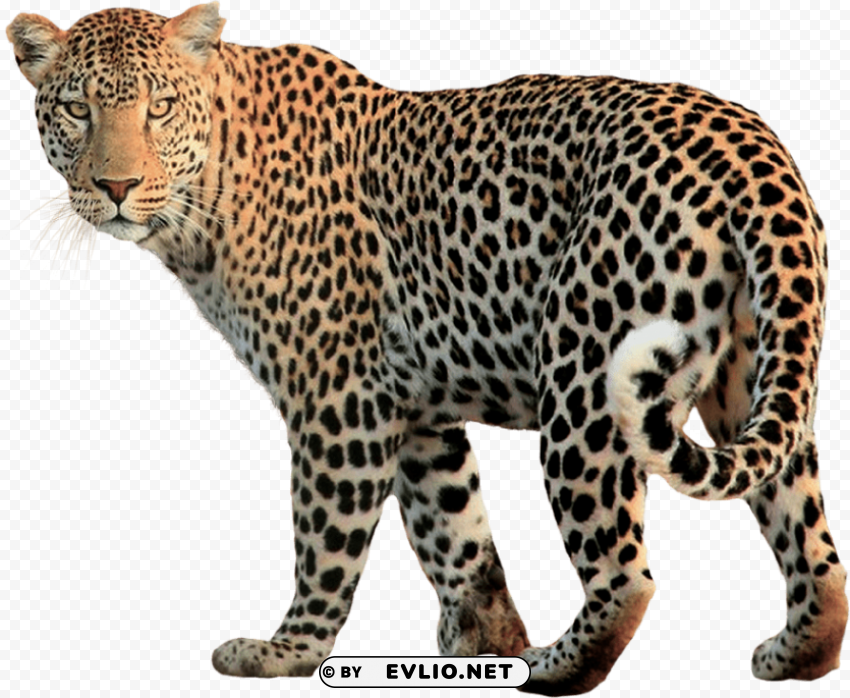jaguar Transparent PNG Isolated Artwork