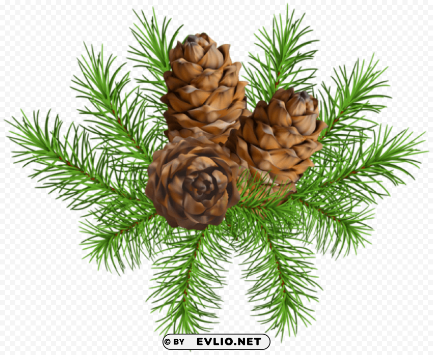 pine branch with cones HighResolution Transparent PNG Isolation