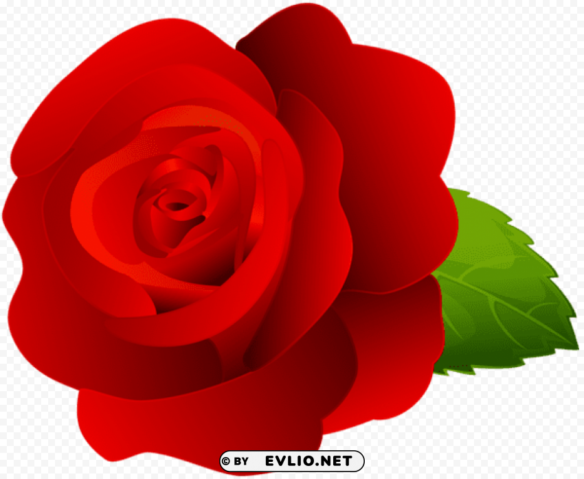 rose red PNG files with alpha channel assortment