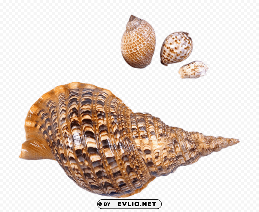 transparent sea snails shells picture Clean Background Isolated PNG Character