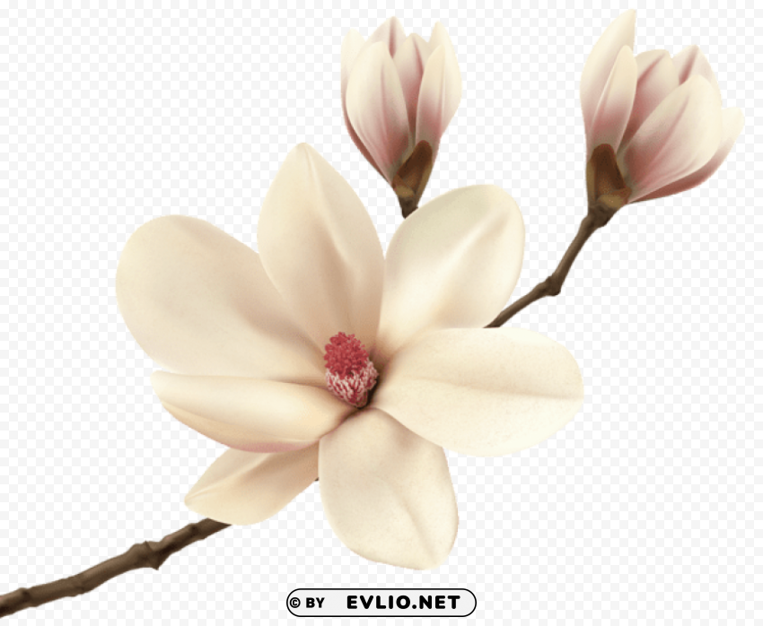 white spring magnolia branch PNG Image with Transparent Background Isolation