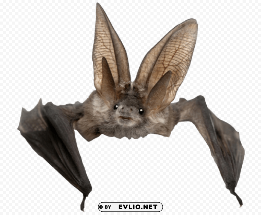 Swooping Bat - High-Quality Images - Image ID 37ac2c60 Isolated Element on Transparent PNG