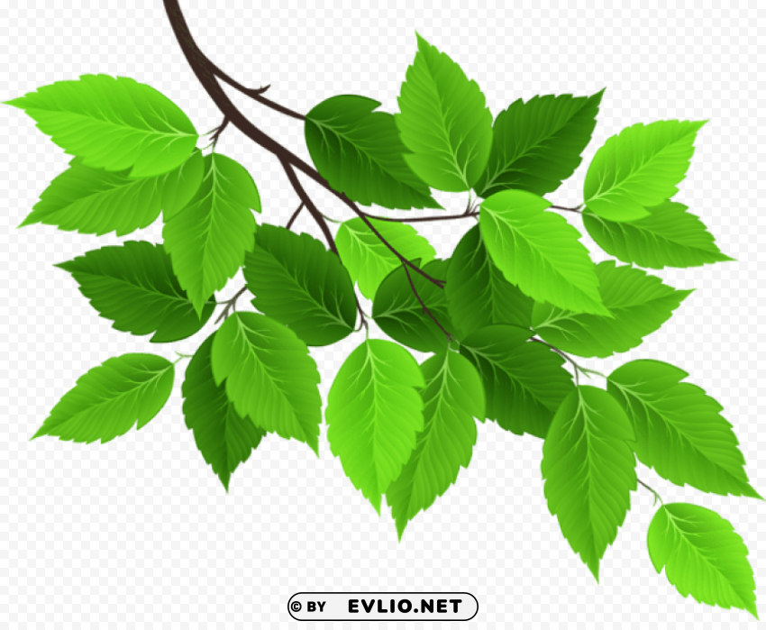 branch with green leaves Transparent PNG images complete library