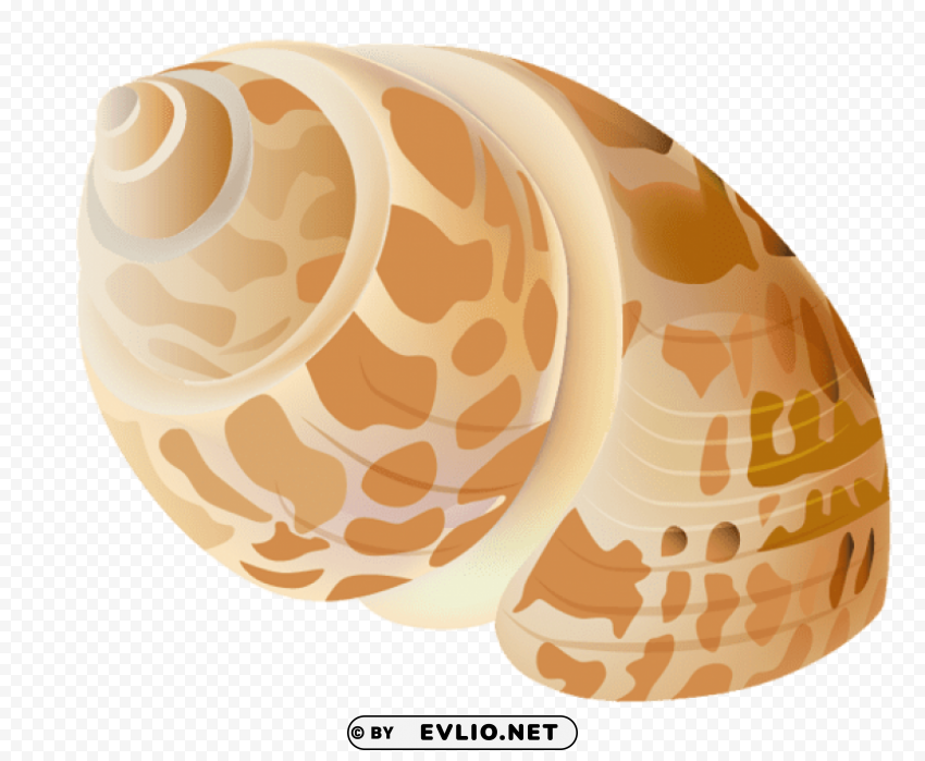  seashell Transparent PNG images extensive gallery