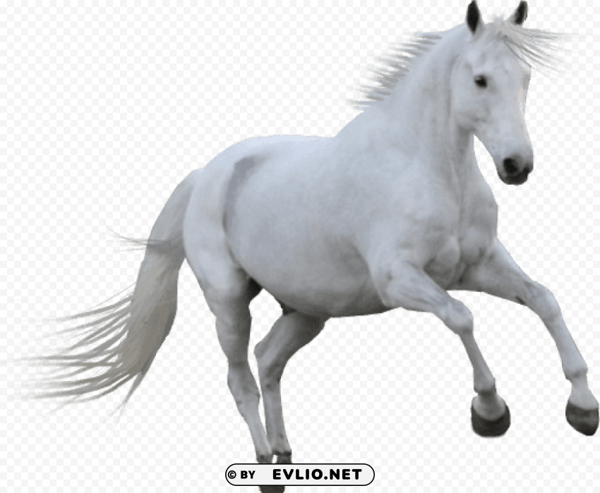 white horse Isolated Character on Transparent Background PNG png images background - Image ID f7654eb6