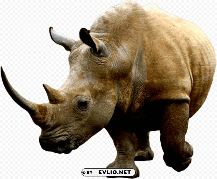 brown rhino Isolated Item with Transparent Background PNG