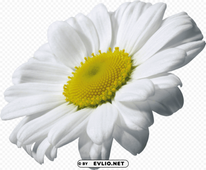 camomile PNG images for banners