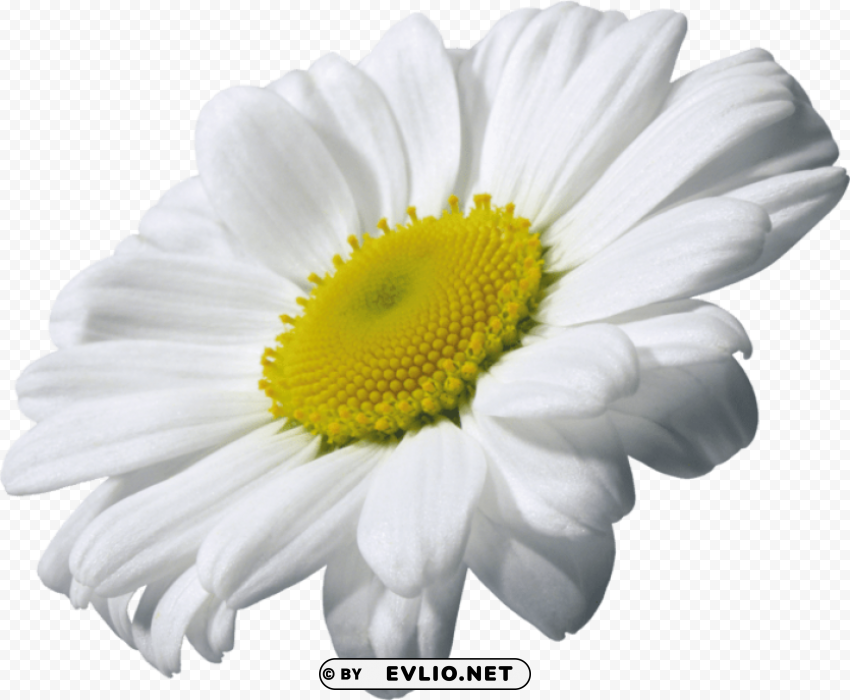 camomile PNG transparent photos for design