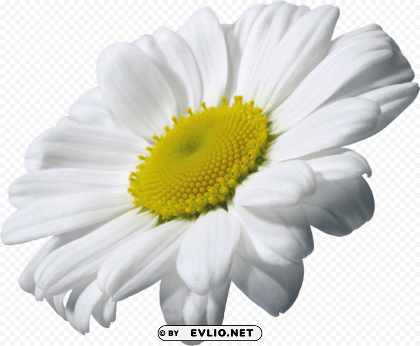 Camomile PNG Transparent Photos For Design