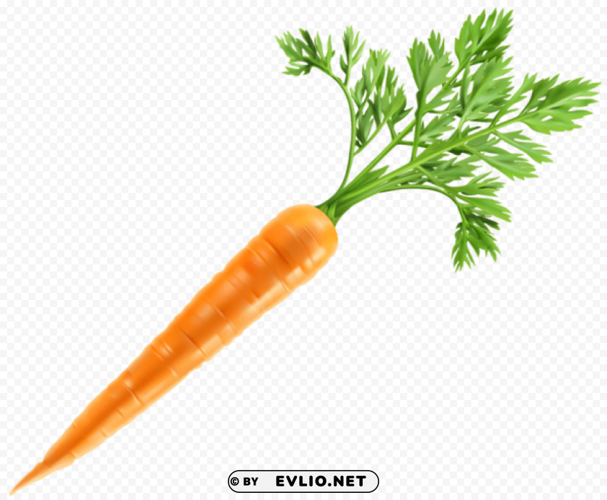 fresh carrot HighQuality Transparent PNG Object Isolation