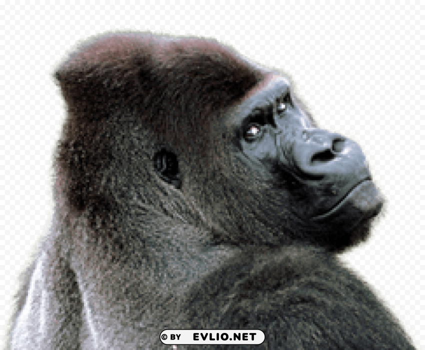 gorilla Isolated Design in Transparent Background PNG