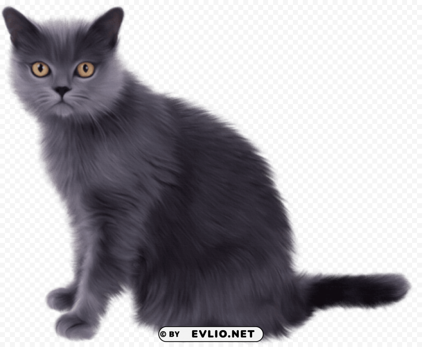 grey cat Isolated Subject on Clear Background PNG