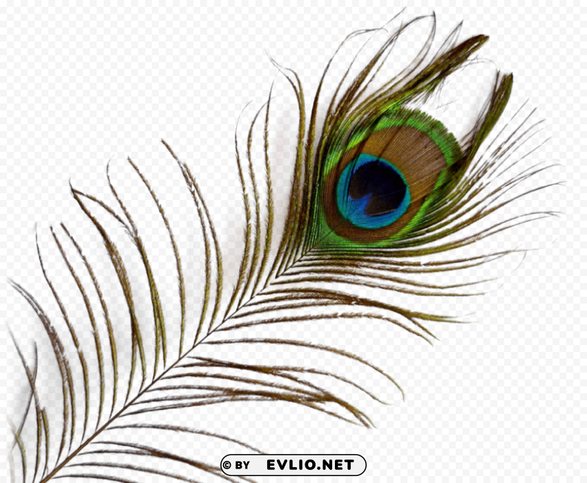 Peacock Feather PNG transparent pictures for projects