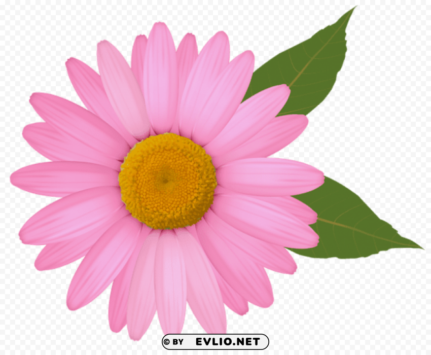 pink daisy PNG Image Isolated with Clear Transparency