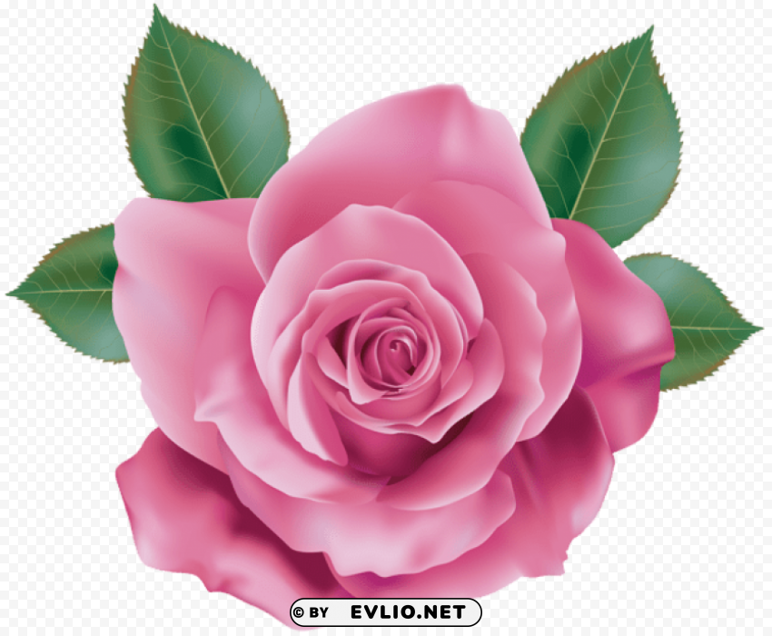 pink rose PNG icons with transparency