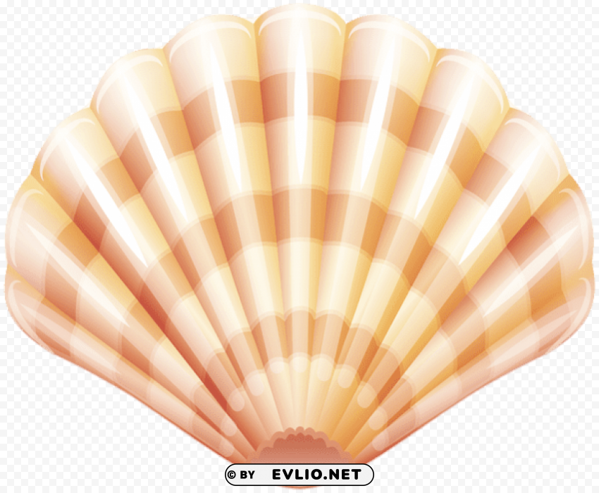 sea clam shell PNG transparent graphics for download
