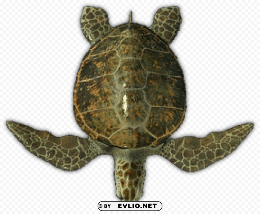 sea turtle top view PNG clipart with transparency