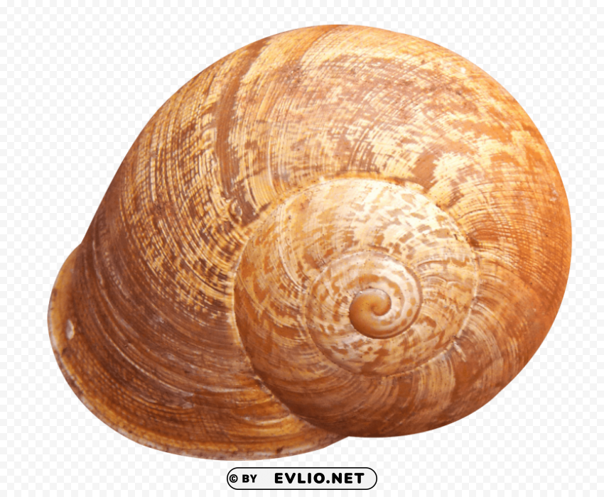 PNG image of shell Clear background PNG elements with a clear background - Image ID b15f99de