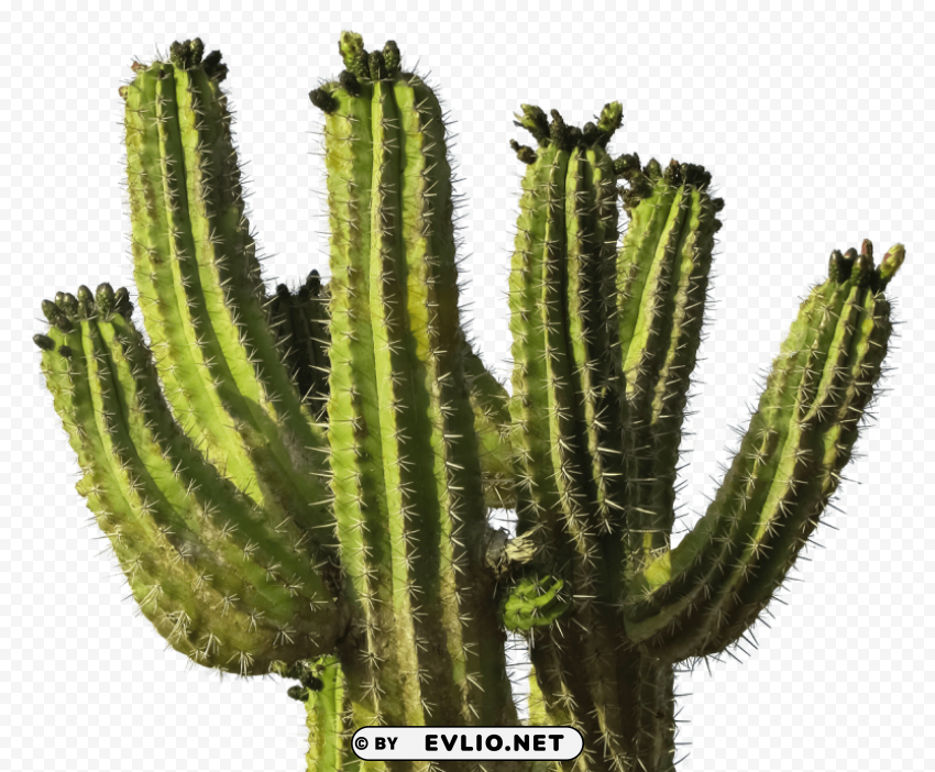 cactus desert plant Isolated Artwork with Clear Background in PNG