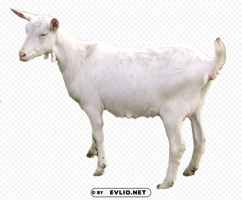goat Free transparent PNG