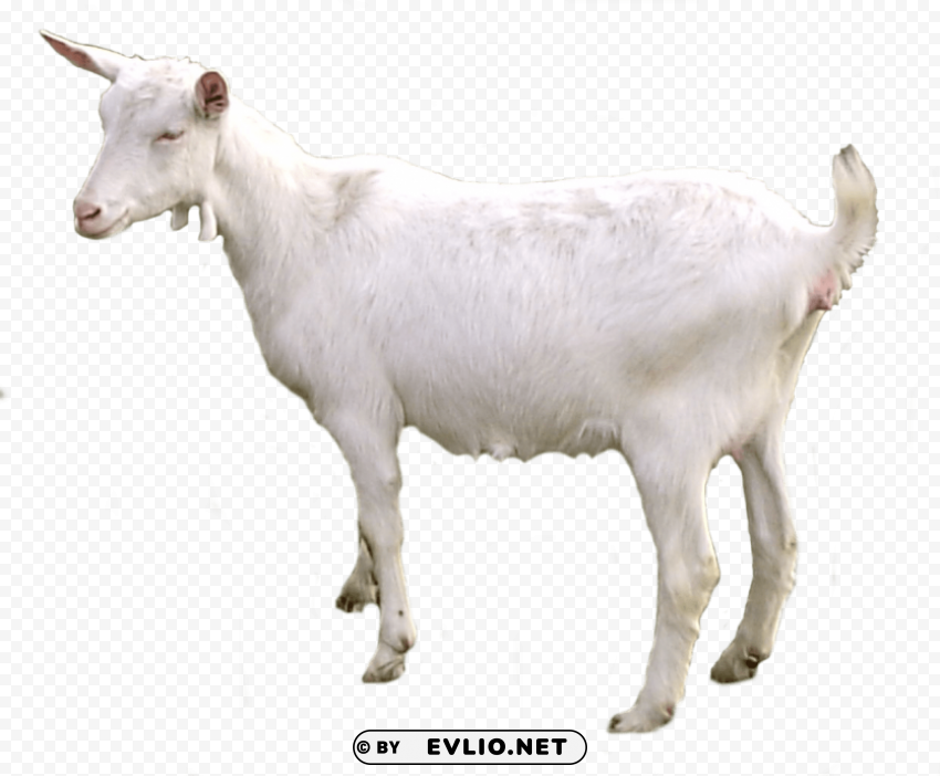 Goat Free Transparent PNG