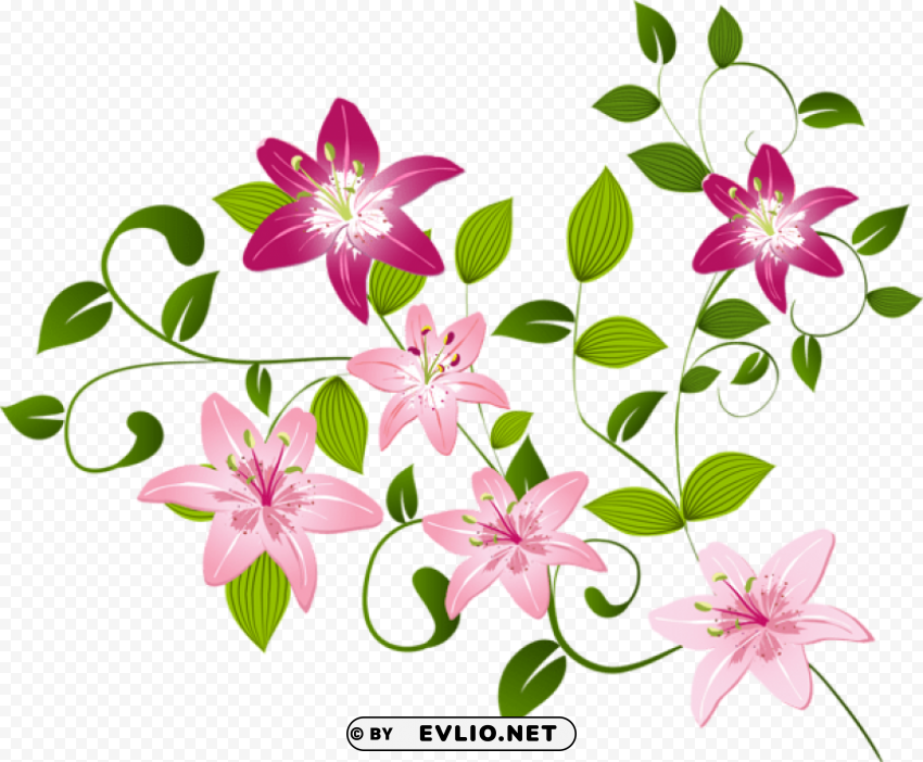 Lilium Decoration Transparent Background PNG Gallery