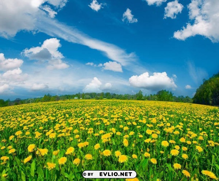 summer meadow with dandelions Free PNG download no background