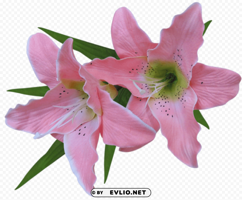 PNG image of transparent pink lily flower Clear background PNG images bulk with a clear background - Image ID 030cc35a
