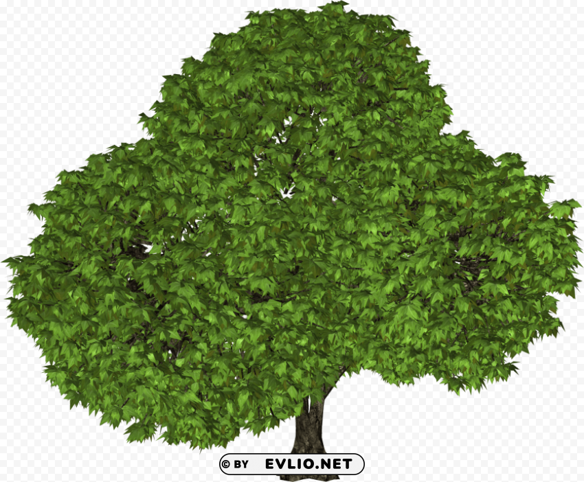 tree PNG images with no attribution