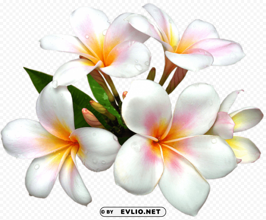 White Large Flower PNG With Transparent Overlay