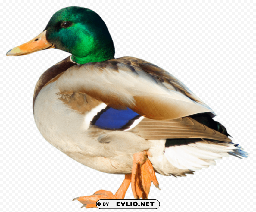 duck Free PNG images with transparent layers png images background - Image ID 5c6be99e