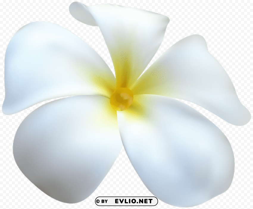 exotic white flower Transparent PNG images for graphic design