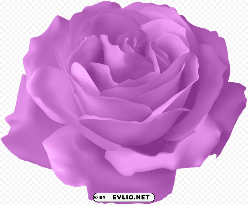 purple rose transparent ClearCut Background Isolated PNG Graphic Element