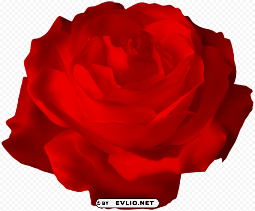 Red Rose Transparent Clear Background PNG Isolated Item