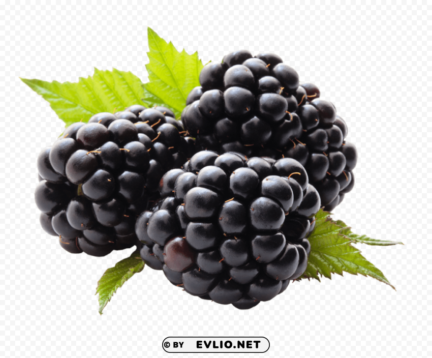 blackberry Transparent PNG Object with Isolation PNG images with transparent backgrounds - Image ID 987733dc